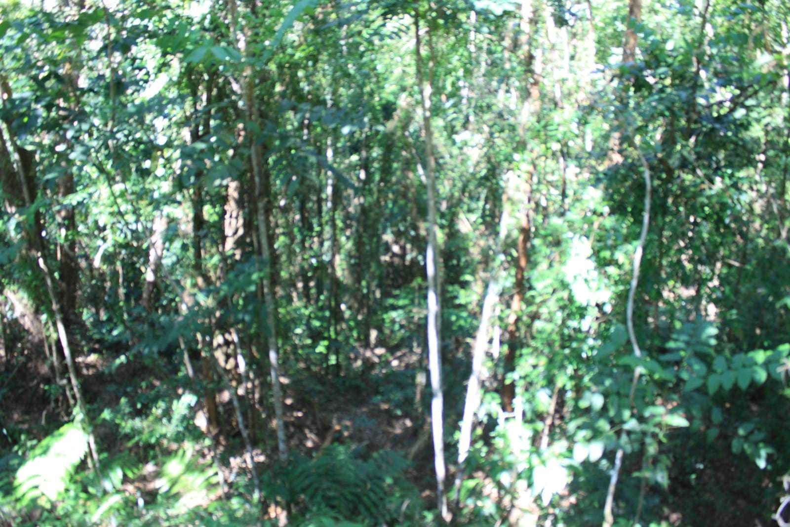 Lot 37 Ronald Road, Forest Creek, Daintree QLD 4873, Daintree - Thumbnail 3