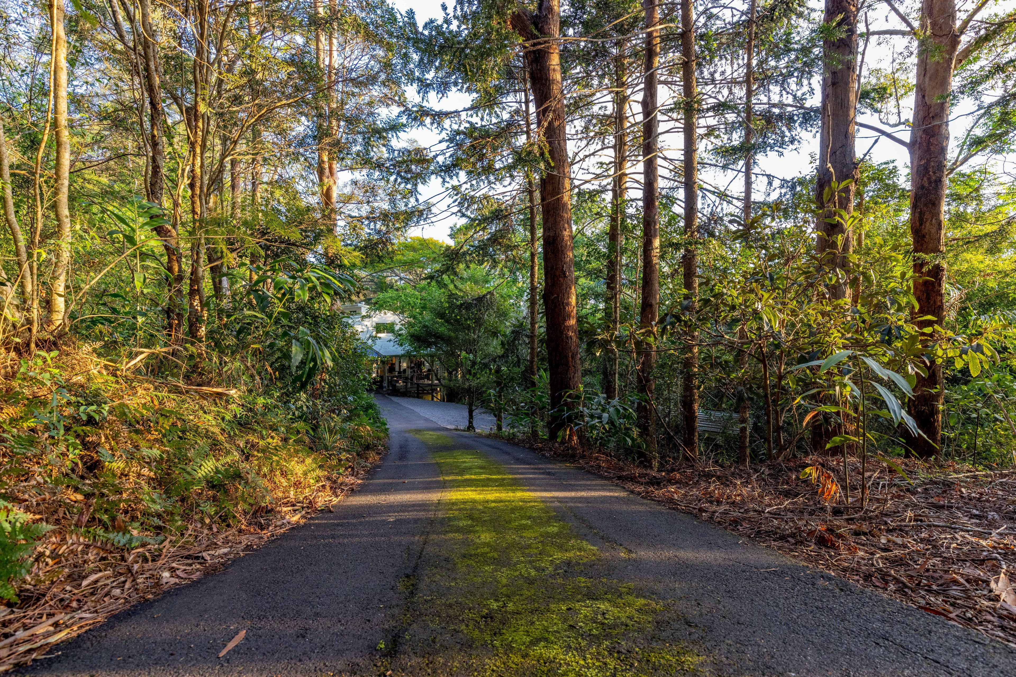 652 Maleny Montville Road, Balmoral Ridge QLD 4552, Balmoral Ridge - Image 1