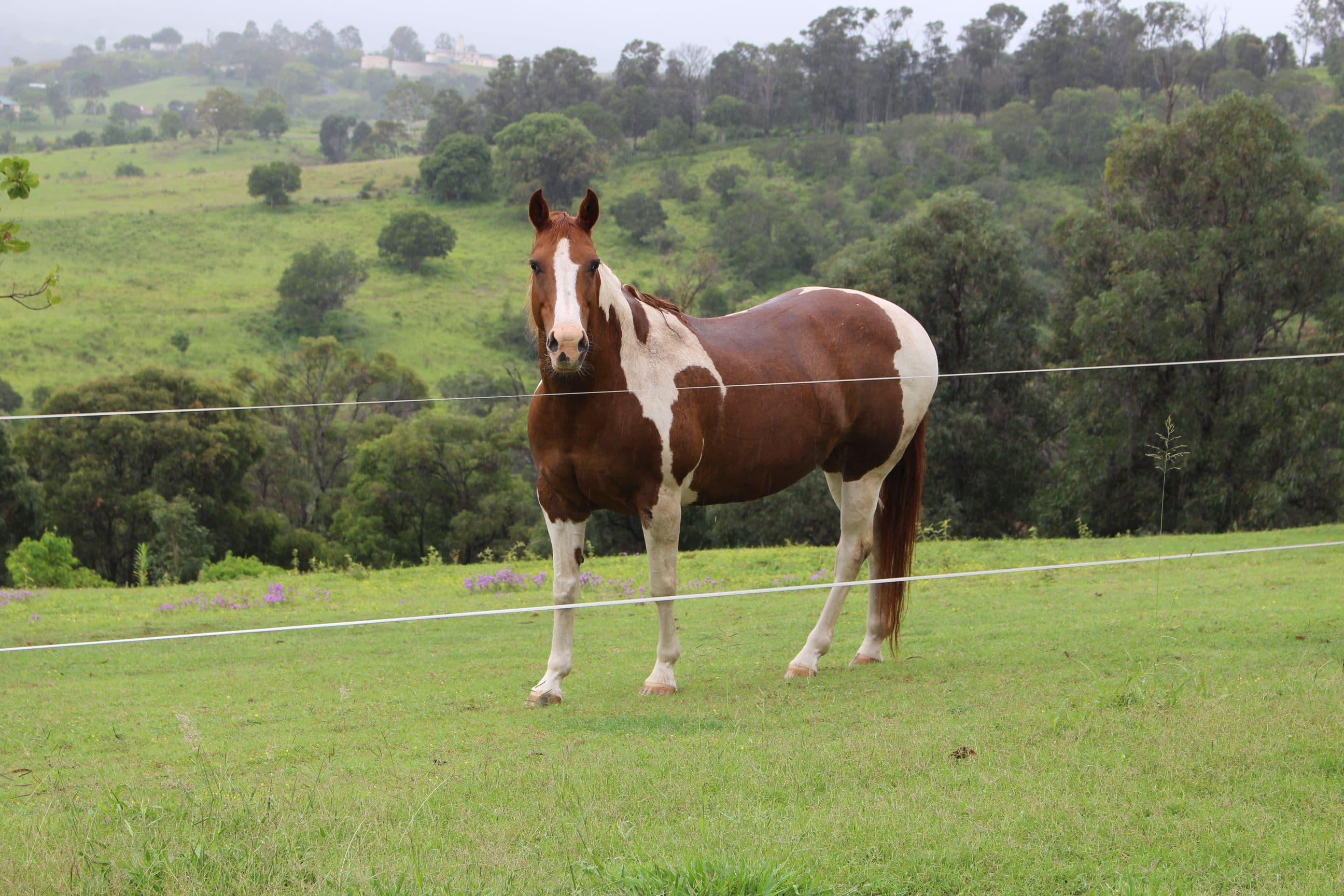 23 Klass Road, Lowood QLD 4311, Lowood - Thumbnail 2