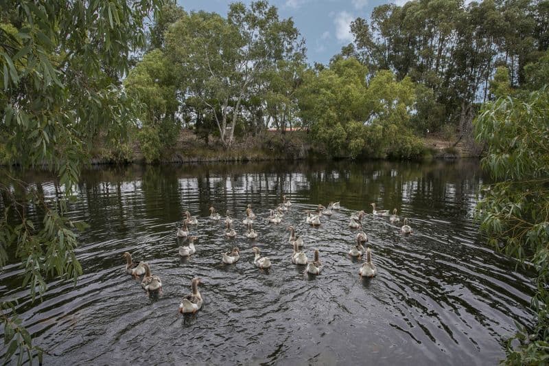 50 Madeira Avenue, Beechboro WA 6063, Beechboro - Thumbnail 6