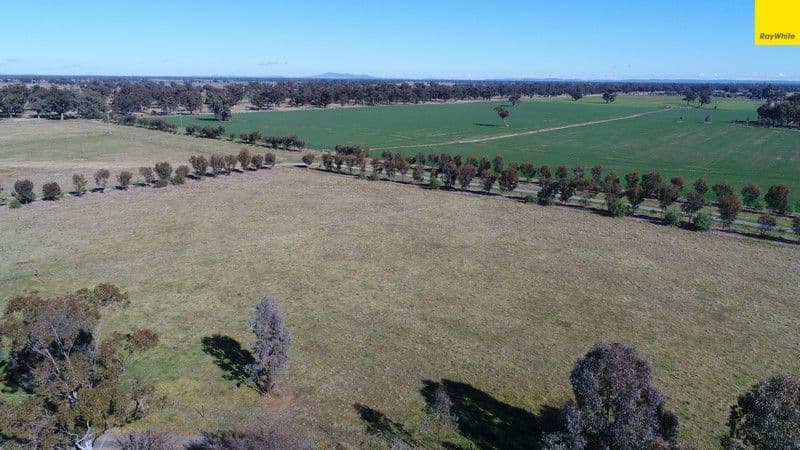 296 South Lead Road, Forbes - Thumbnail 5