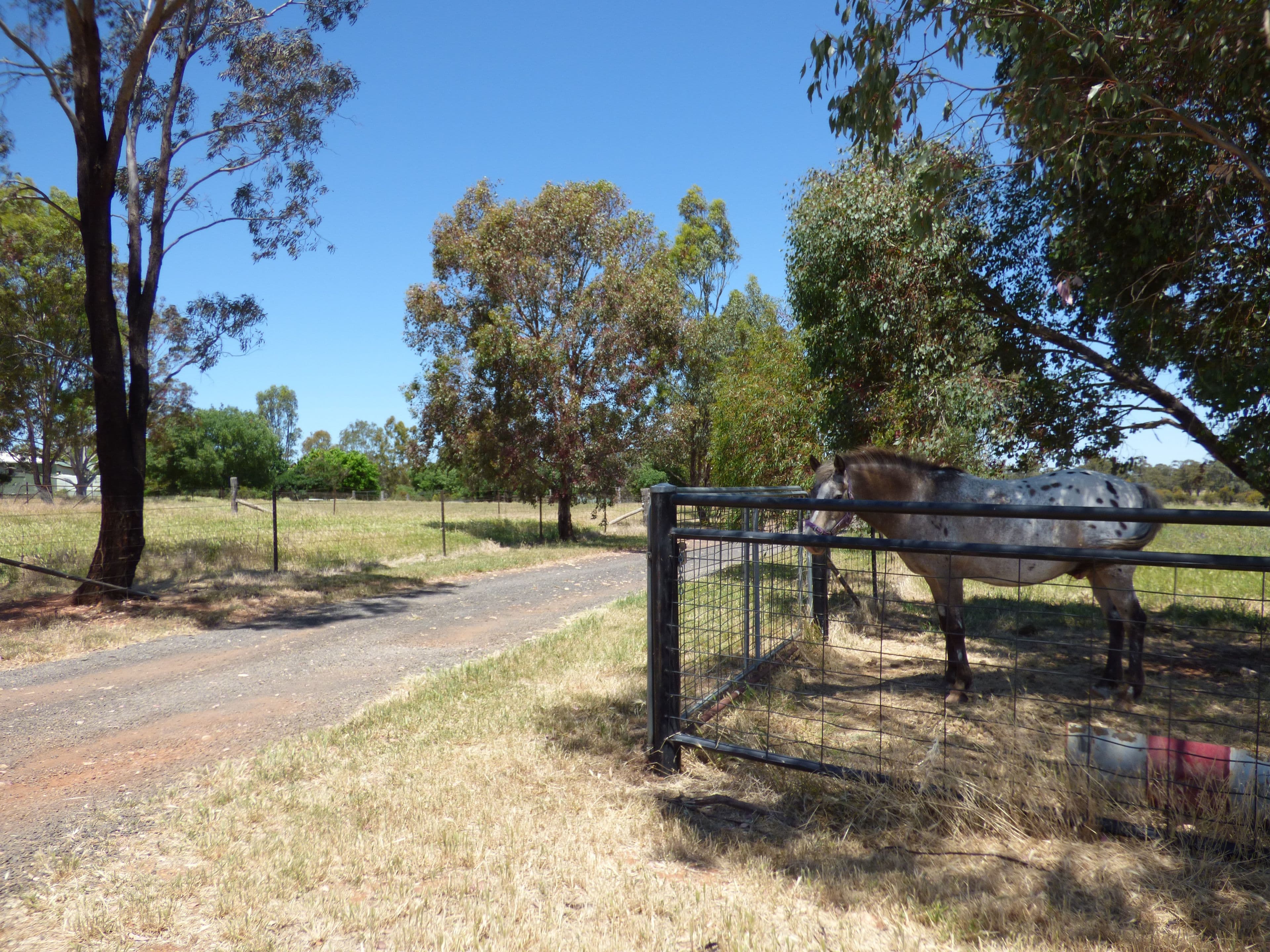 296 South Lead Road, Forbes - Thumbnail 8