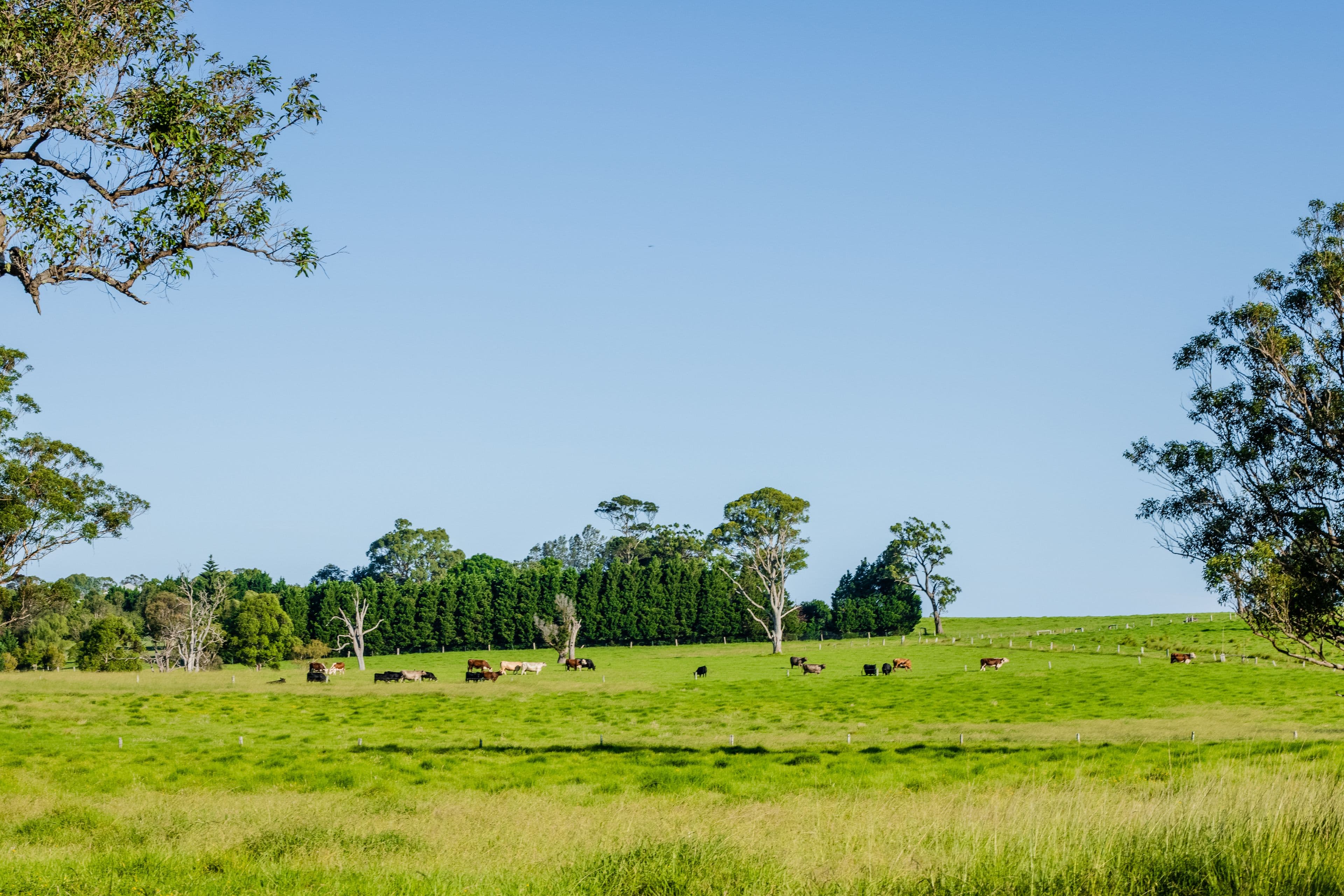 Lot 19 'Serenity Ridge' - 510 Beach Road, Berry NSW 2535, Berry - Thumbnail 4