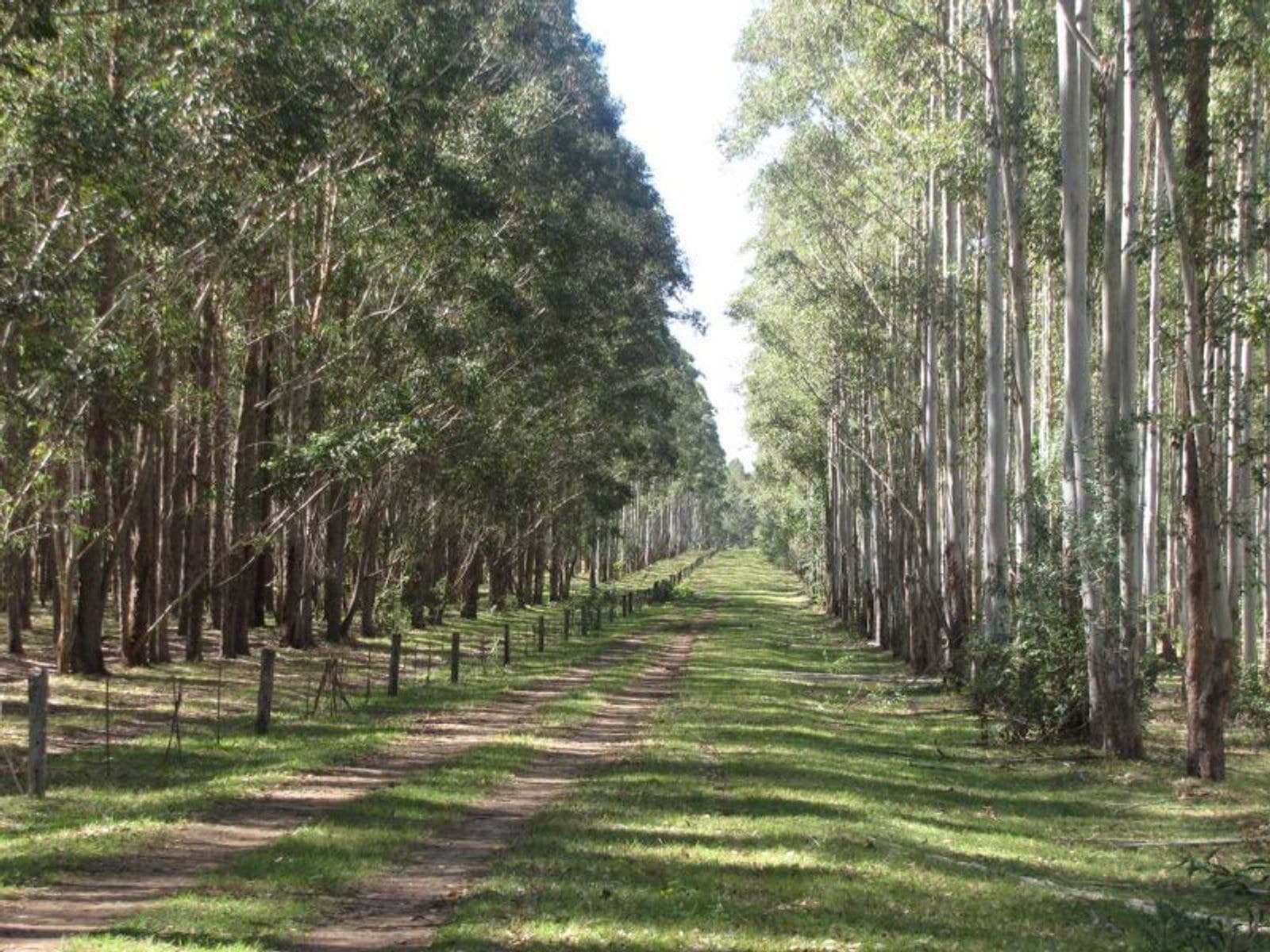 Tatham NSW 2471, Tatham - Thumbnail 4