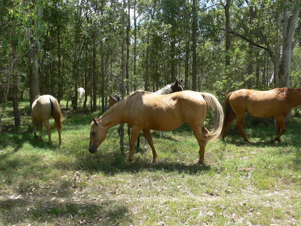 Lots 1, 2 and 3 Highland Street, ESK QLD 4312, Esk - Thumbnail 4