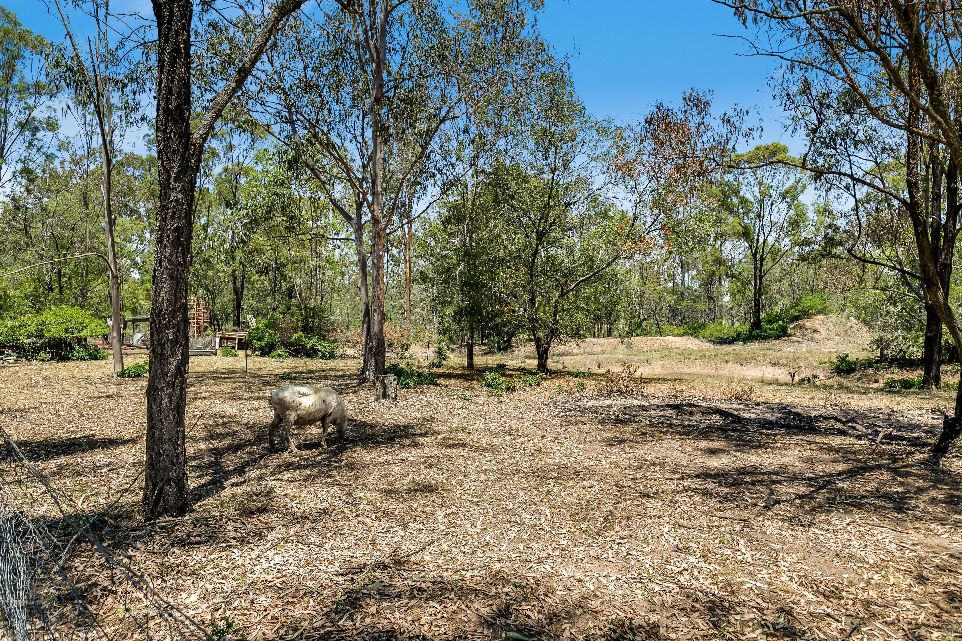 34 Porteus Road, Withcott QLD 4352, Withcott - Thumbnail 6