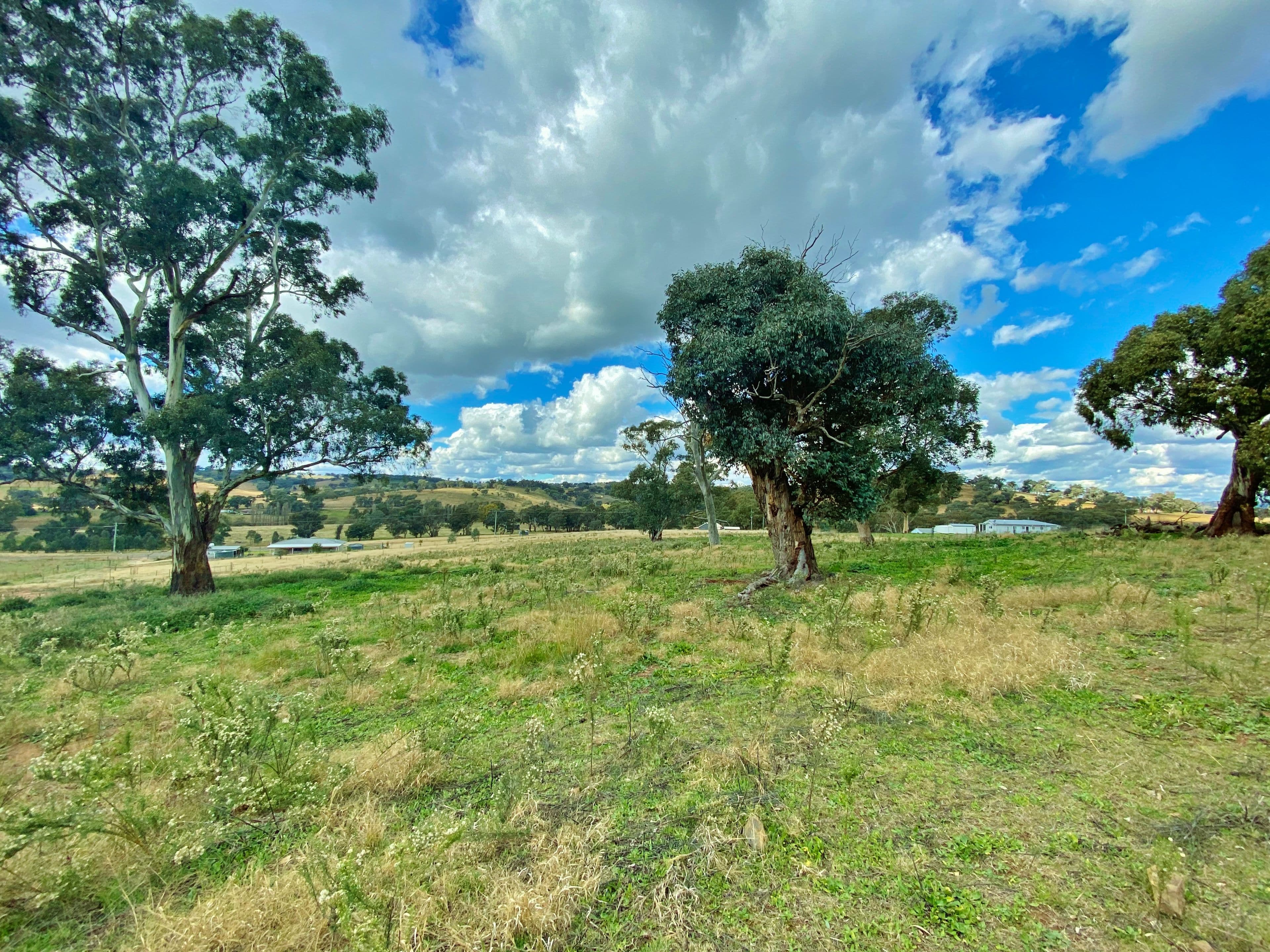 91 Dowling Drive via Murringo, Young NSW 2594, Young - Thumbnail 2
