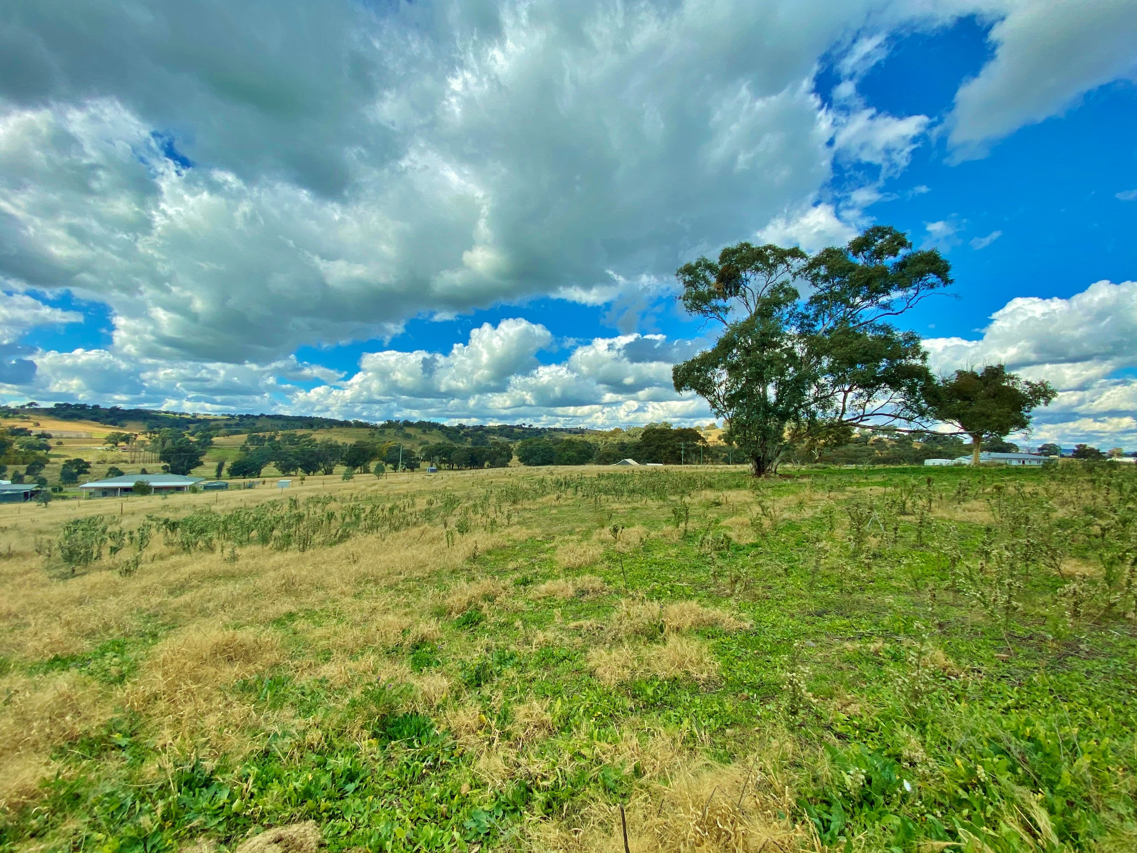 91 Dowling Drive via Murringo, Young NSW 2594, Young - Thumbnail 3