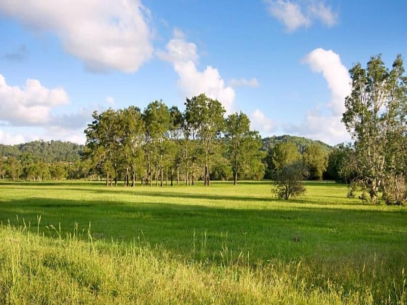44 Baekea Drive, ELANORA QLD 4221, Elanora - Thumbnail 5
