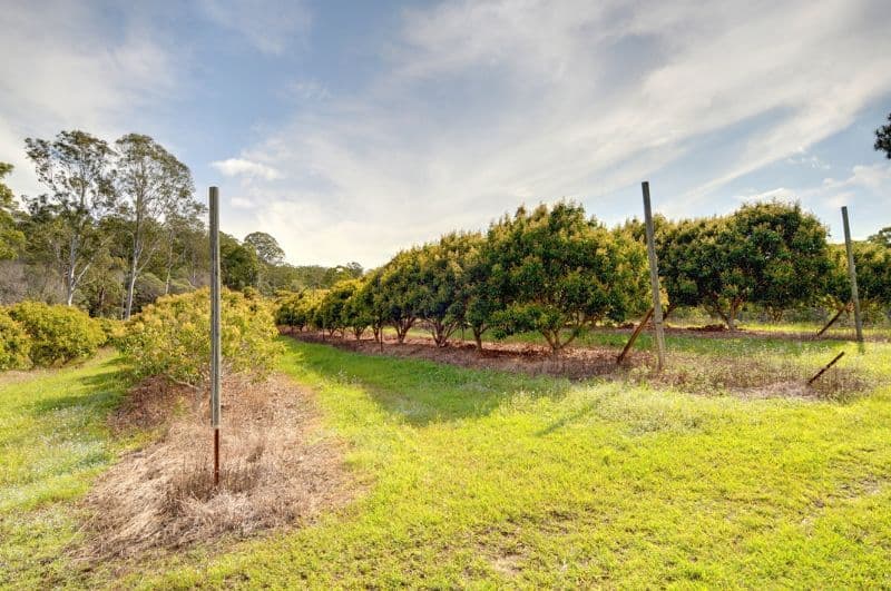 378 Tunnel Ridge Road, MOOLOOLAH VALLEY QLD 4553, Mooloolah Valley - Thumbnail 5