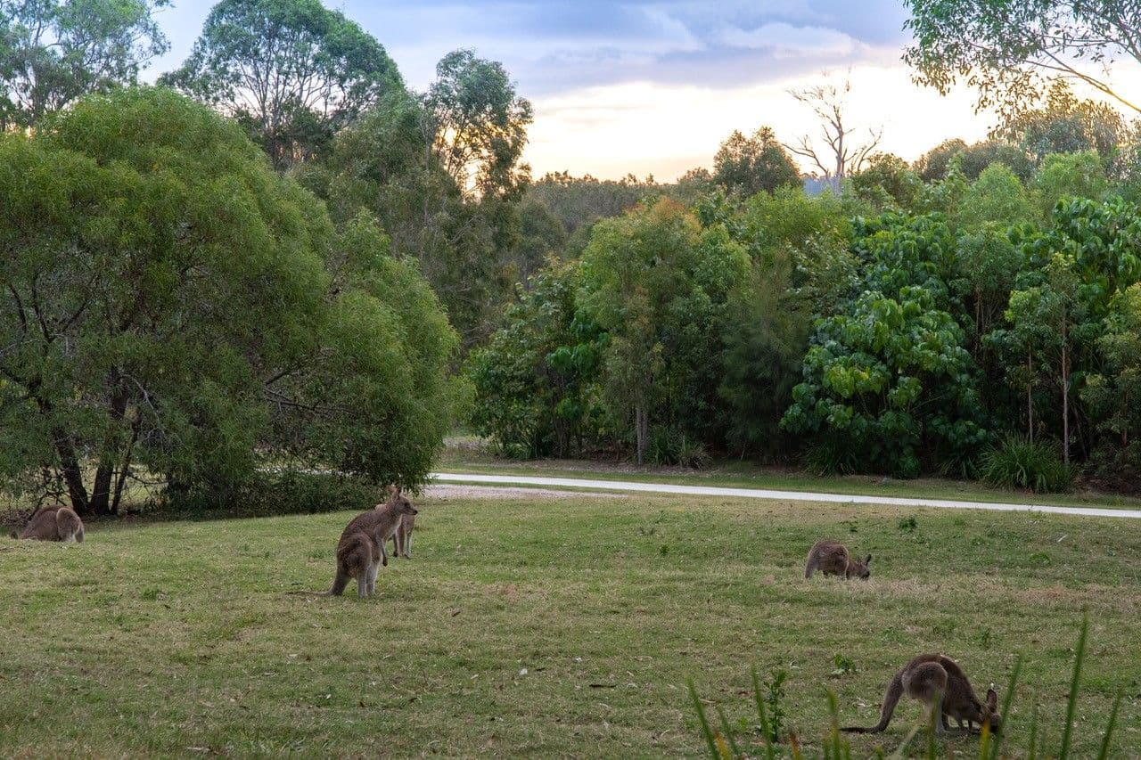 40 Christina Ryan Way, Arundel QLD 4214, Arundel - Thumbnail 2