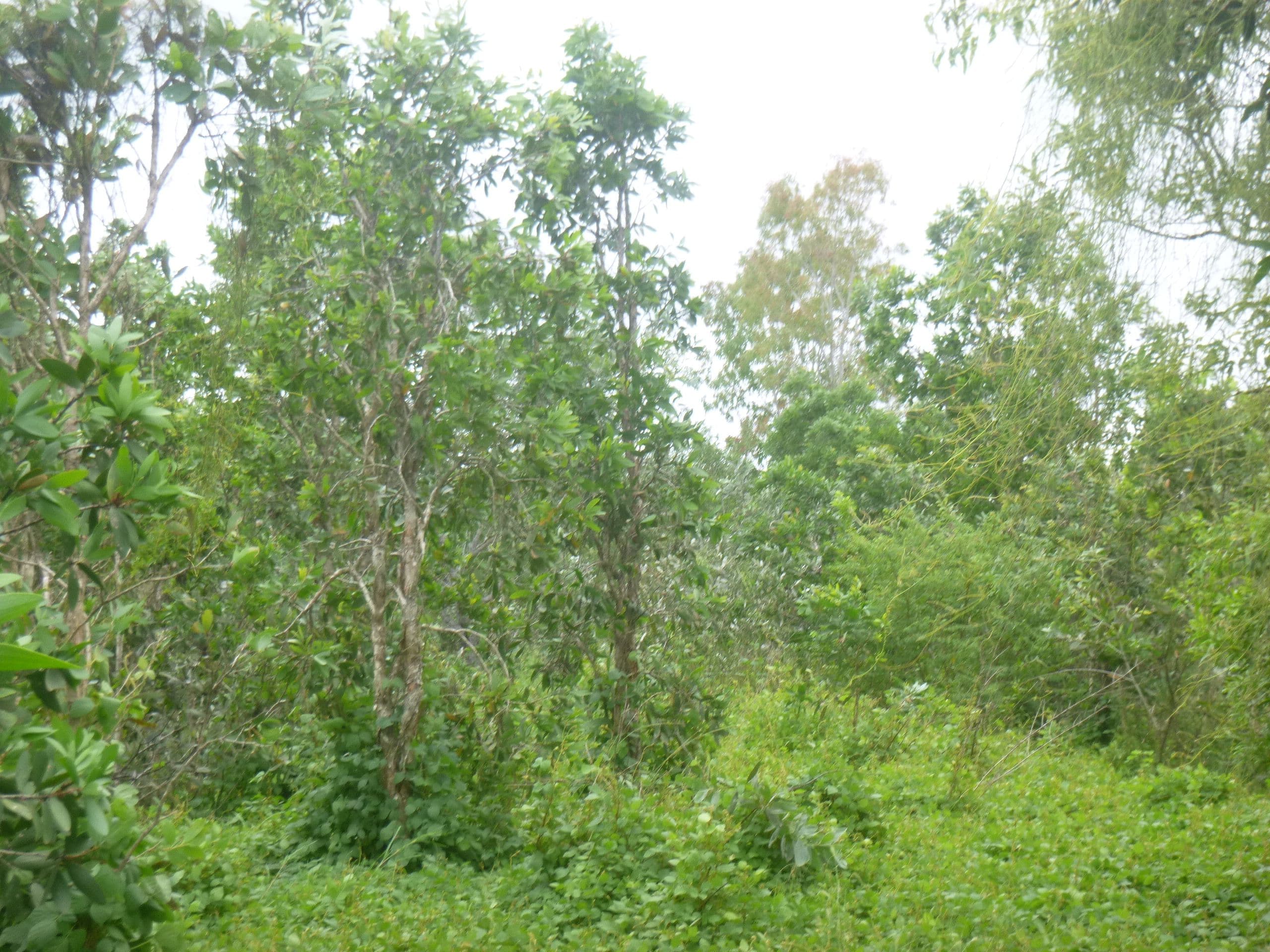 4 Railway Avenue West, Cooktown QLD 4895, Cooktown - Thumbnail 4