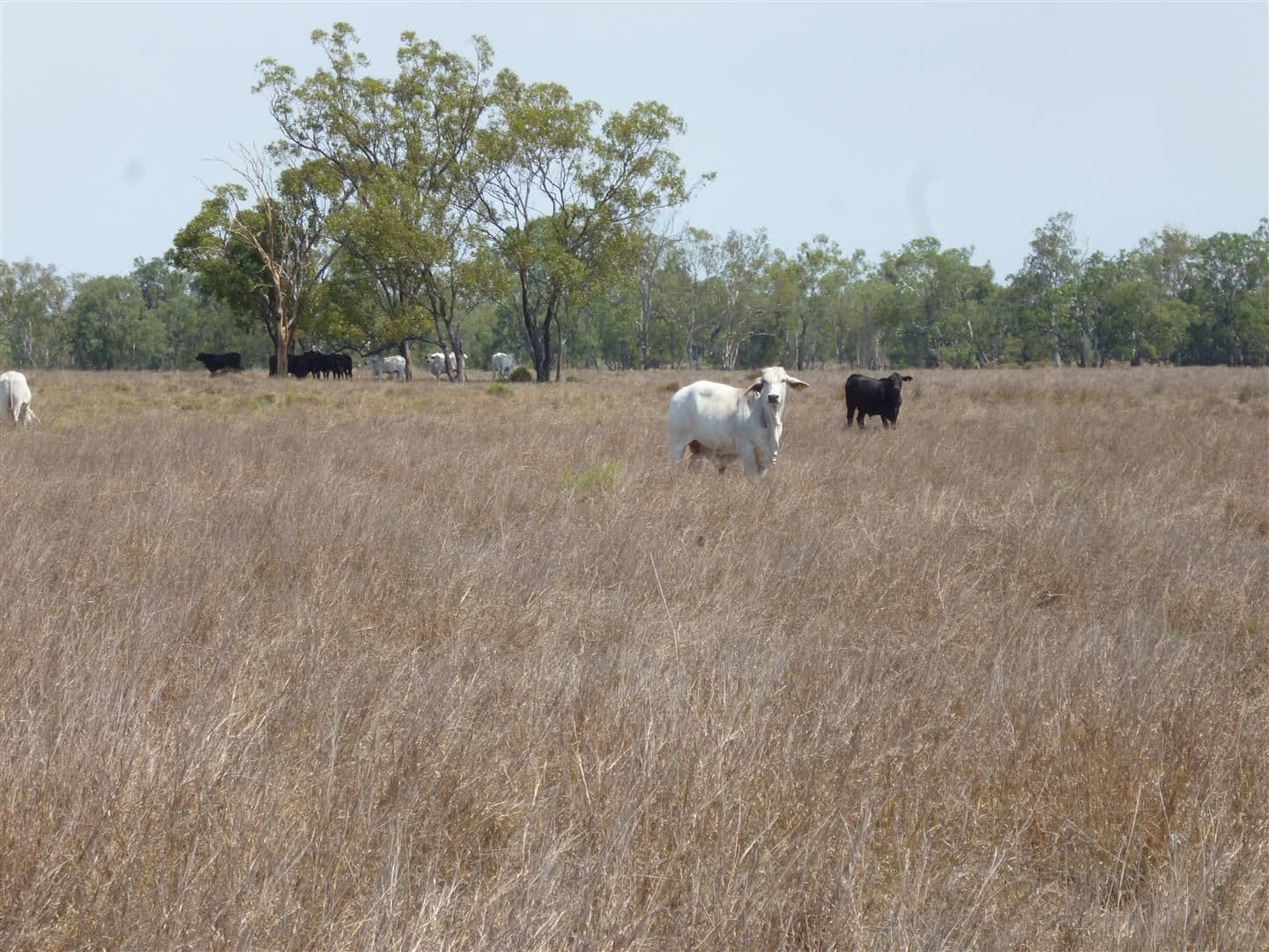 MIDGEE QLD 4702, Midgee - Thumbnail 3