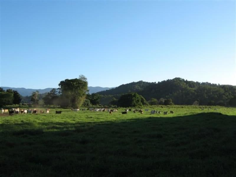 Lot 133 Daintree River, DAINTREE QLD 4873, Lower Daintree - Image 1