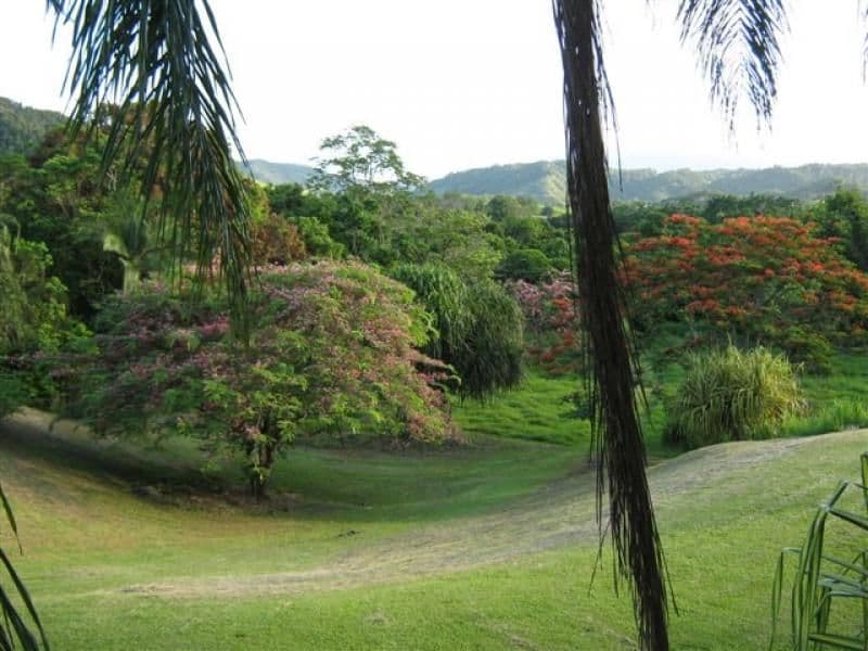 Lot 133 Daintree River, DAINTREE QLD 4873, Lower Daintree - Thumbnail 2