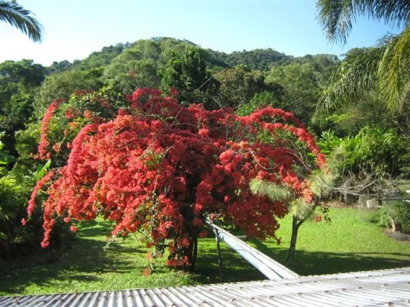 Lot 133 Daintree River, DAINTREE QLD 4873, Lower Daintree - Thumbnail 3