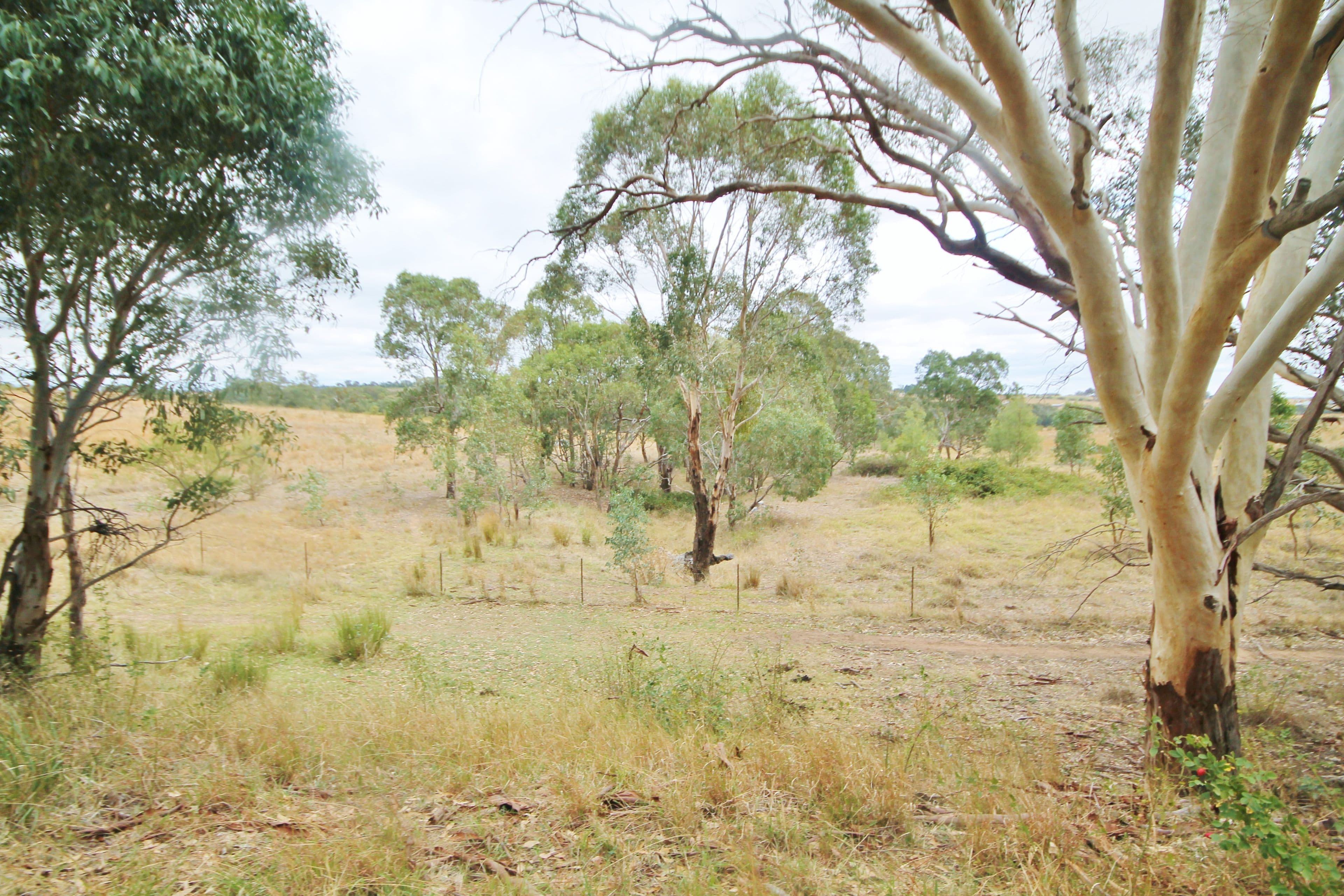 655 Olympic Highway, Young NSW 2594, Young - Thumbnail 4