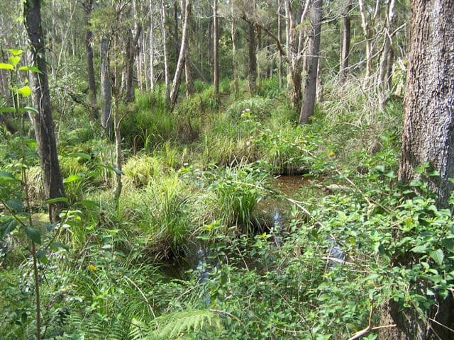 HALLIDAYS POINT NSW 2430, Hallidays Point - Thumbnail 6