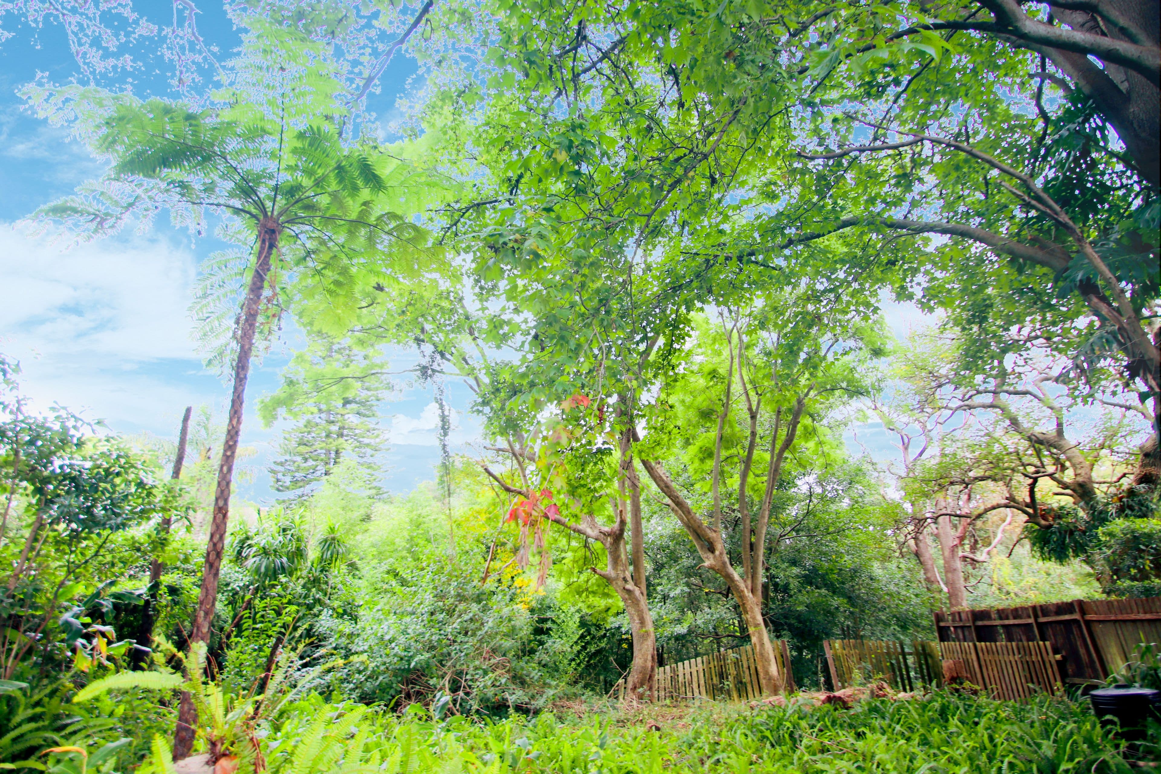 31 Catherine Street, St Ives NSW 2075, St Ives - Thumbnail 3