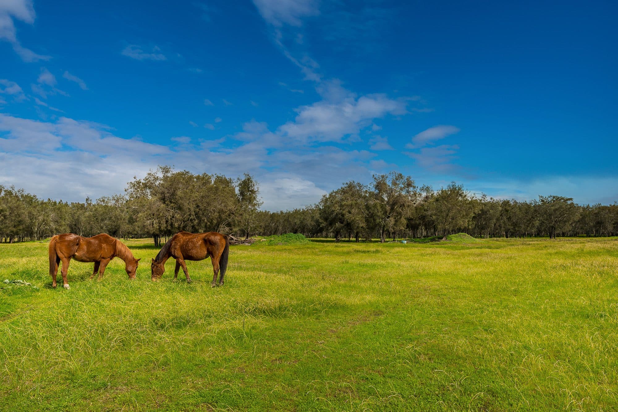 3041 Great Northern Highway, Bullsbrook WA 6084, Bullsbrook - Thumbnail 3