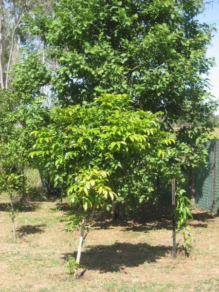 AVONDALE QLD 4670, Avondale - Thumbnail 5