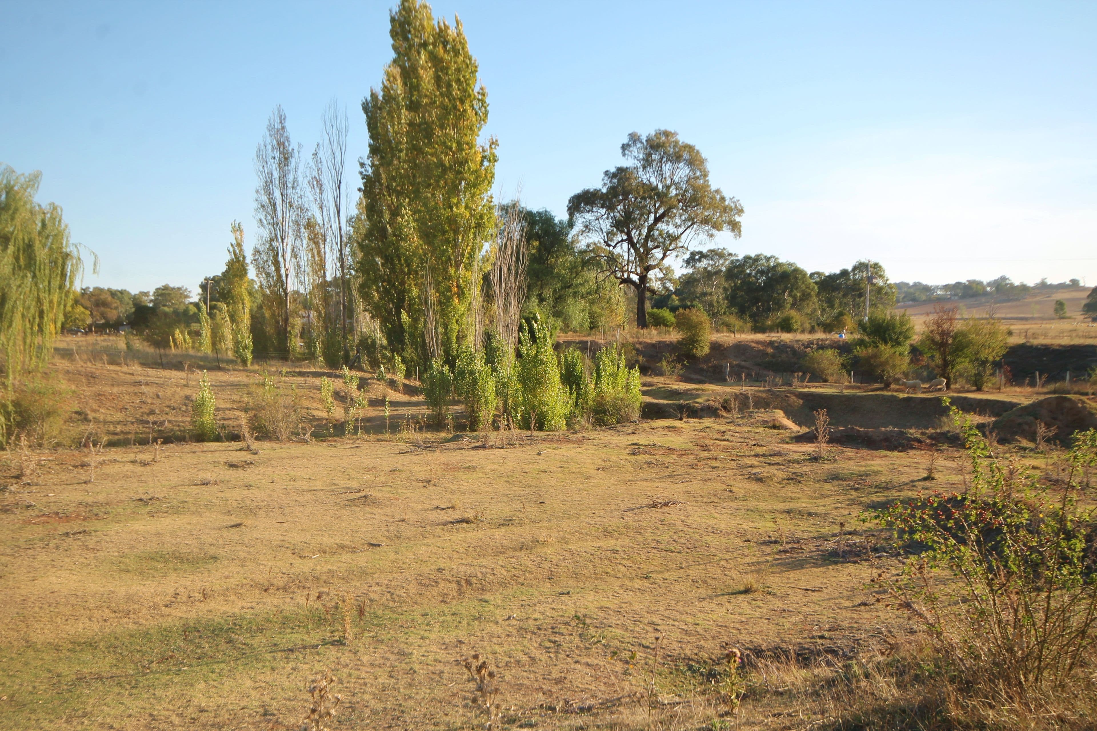 35 Rowleys Road, Young NSW 2594, Young - Thumbnail 8