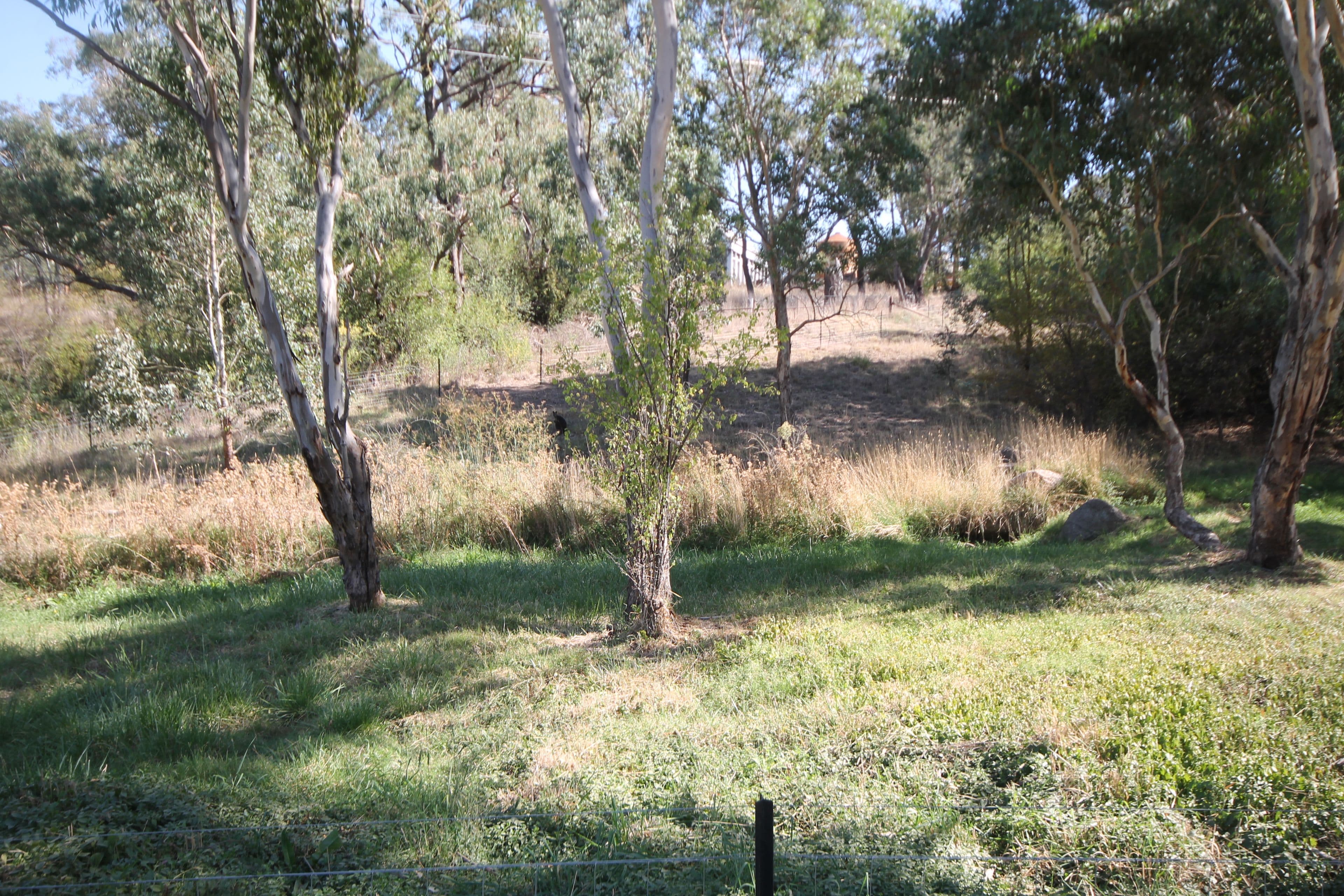 109 Victoria Gully Road, Young - Thumbnail 3
