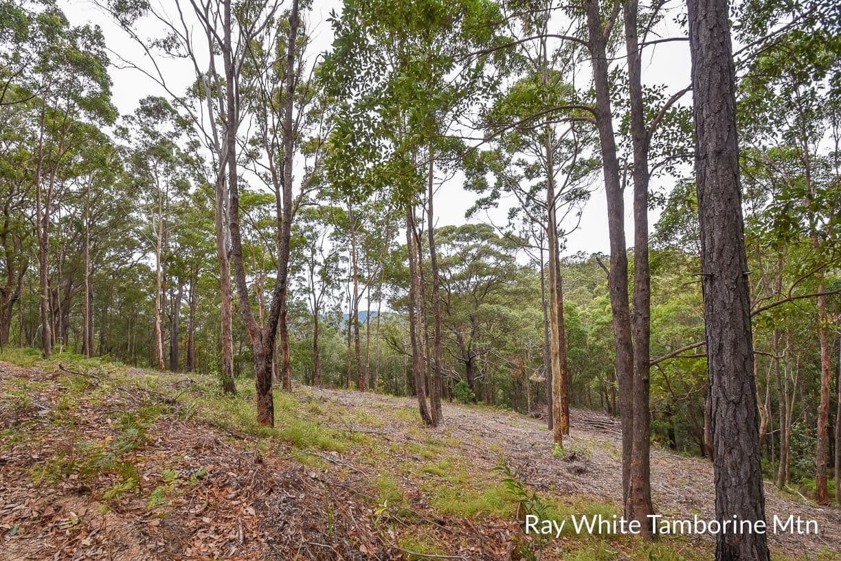 13 Rainer Drive, Tamborine Mountain QLD 4272, Tamborine Mountain - Thumbnail 8