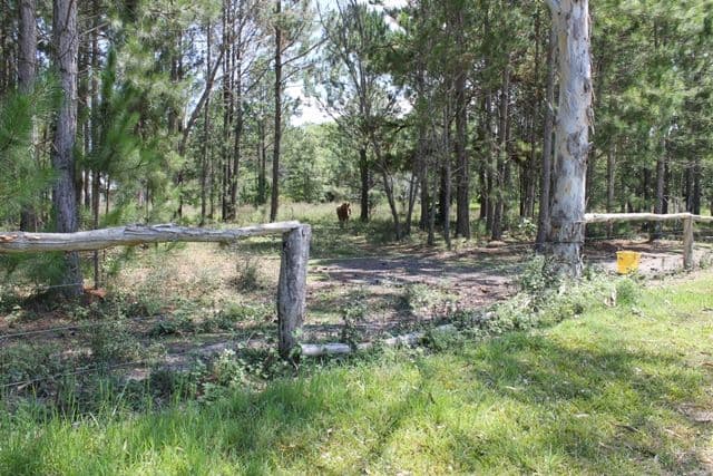 MOODLU QLD 4510, Moodlu - Thumbnail 8