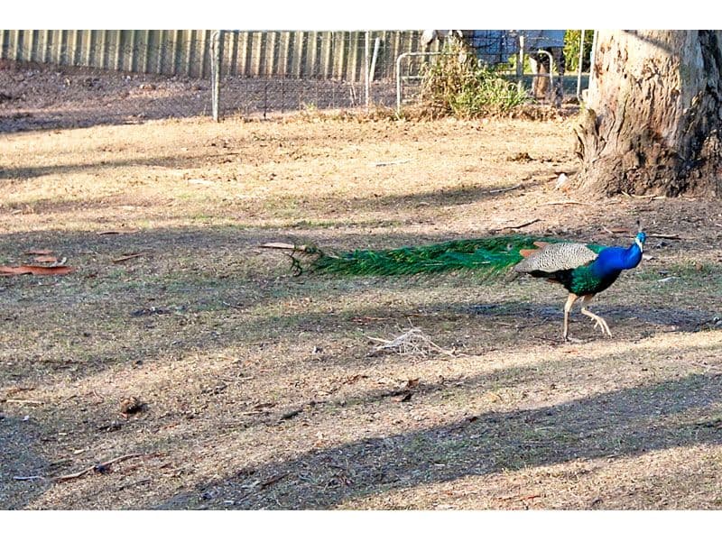 189 Avalon Road, SHELDON QLD 4157, Sheldon - Thumbnail 5