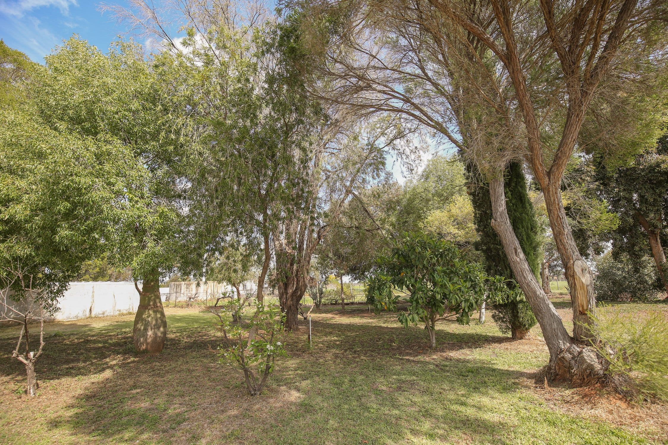 243 Buloke Street, Red Cliffs VIC 3496, Red Cliffs - Thumbnail 4
