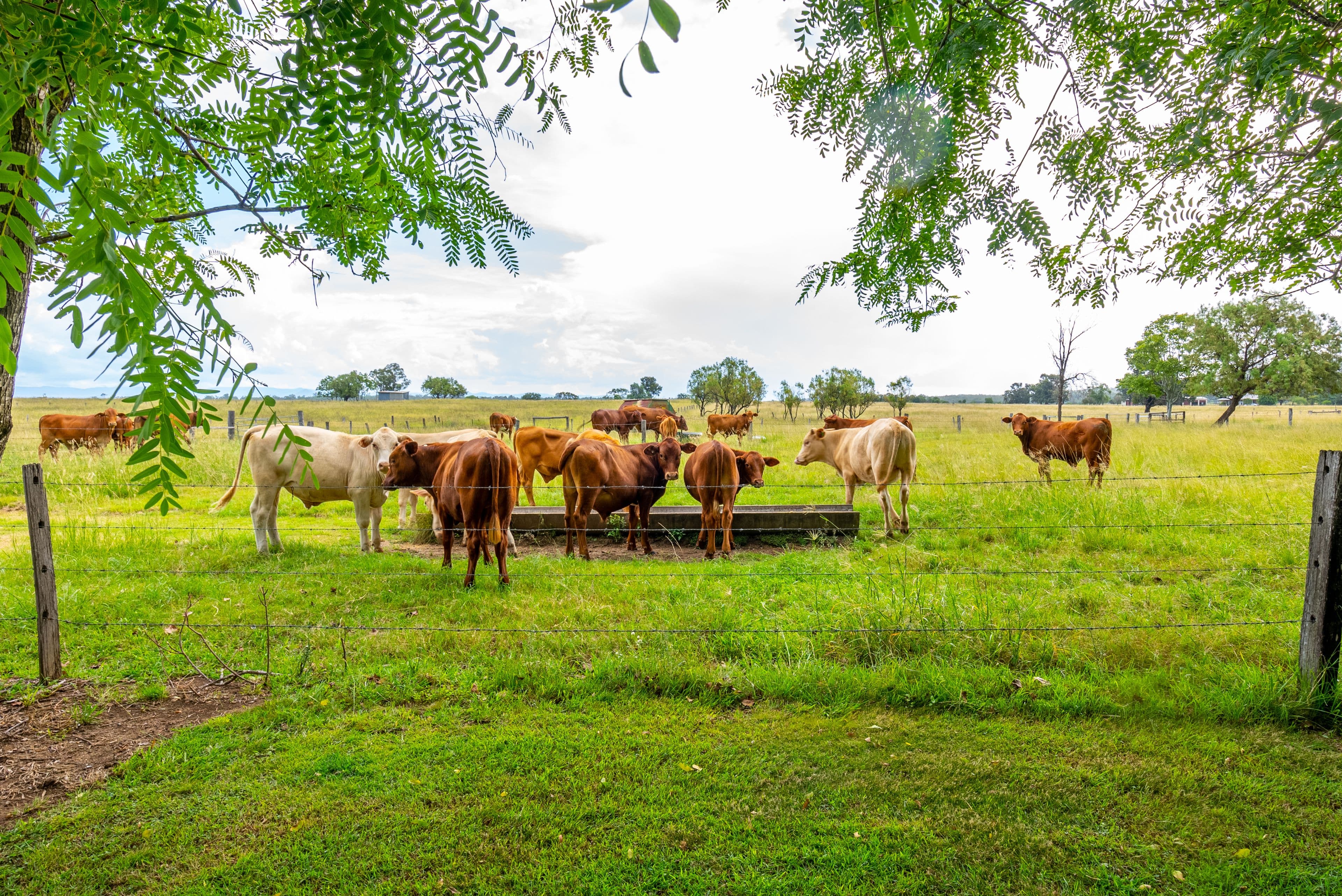 98 Stevens Road, Lanefield QLD 4340, Lanefield - Thumbnail 4