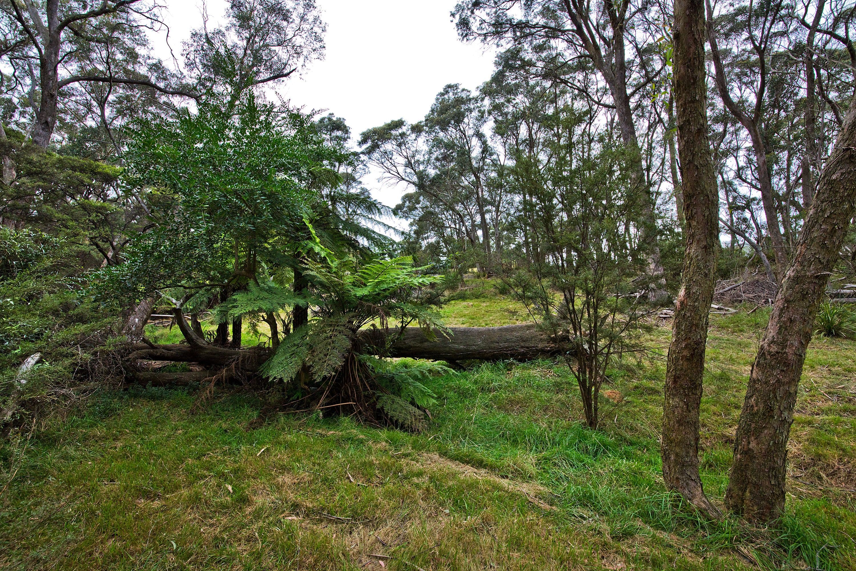 6 Russell Street, Katoomba NSW 2780, Katoomba - Thumbnail 6