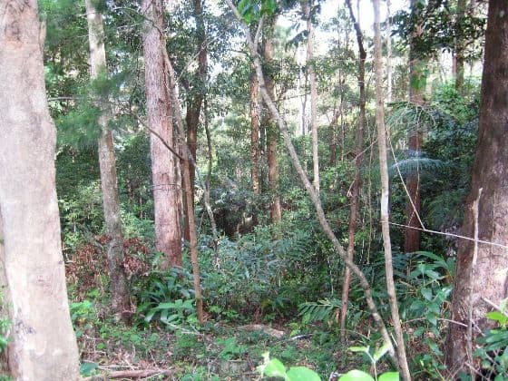 127 Wongawallan Road, EAGLE HEIGHTS QLD 4271, Eagle Heights - Thumbnail 6