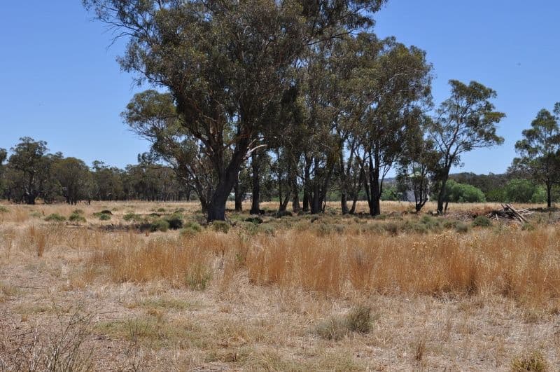 Lot 8 Off Noble Street, Eugowra NSW 2806, Eugowra - Thumbnail 2