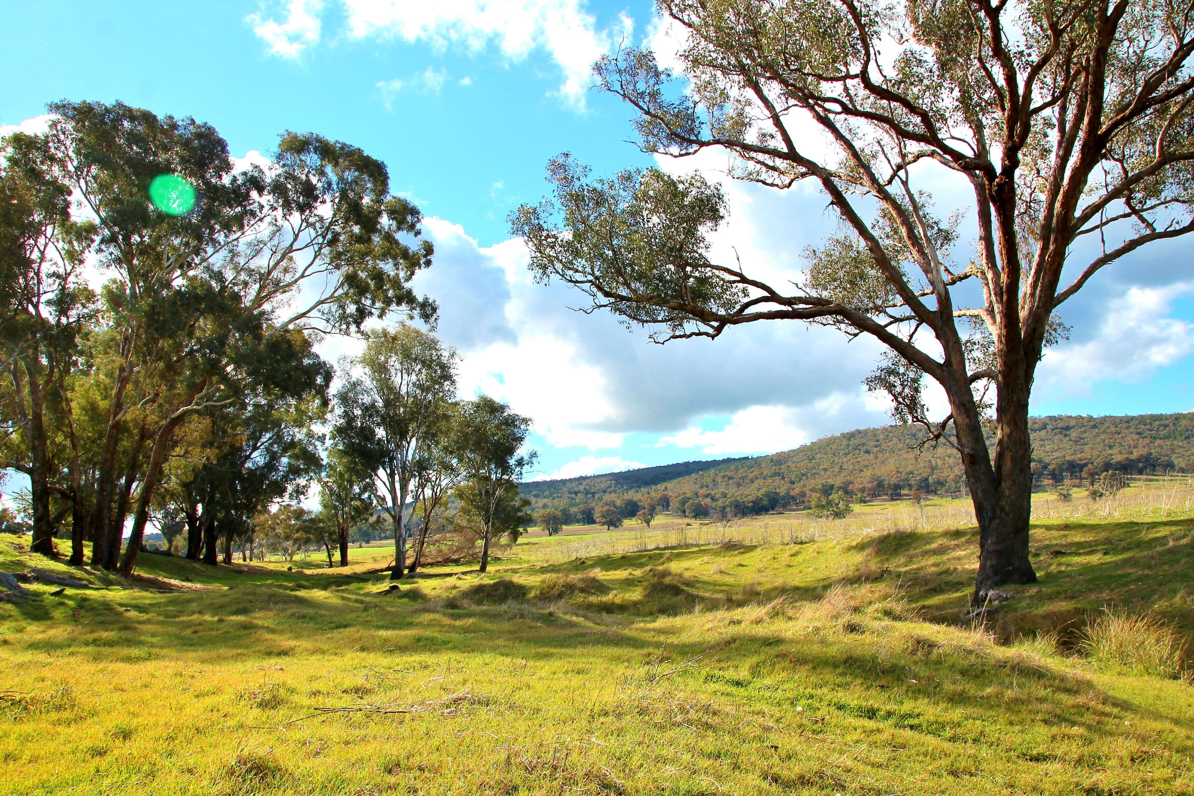 0 Crouchdale Lane, Bendick Murrell, Young NSW 2594, Young - Thumbnail 4