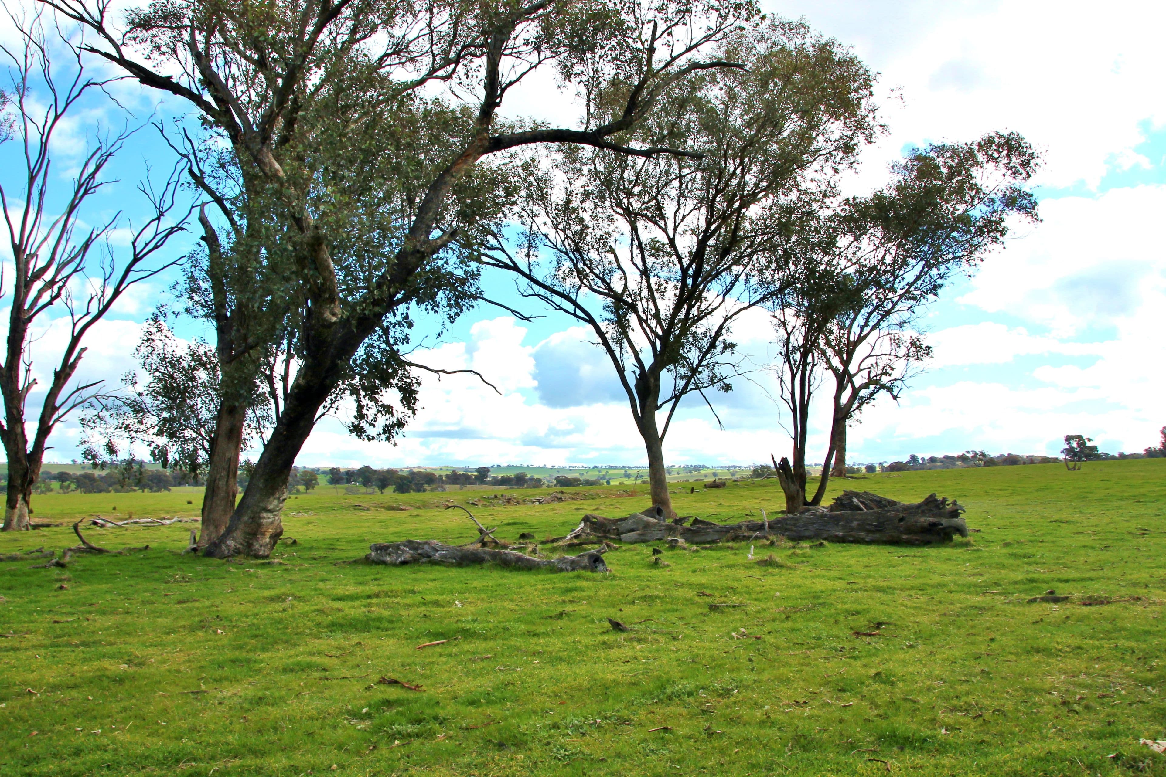 0 Crouchdale Lane, Bendick Murrell, Young NSW 2594, Young - Thumbnail 7