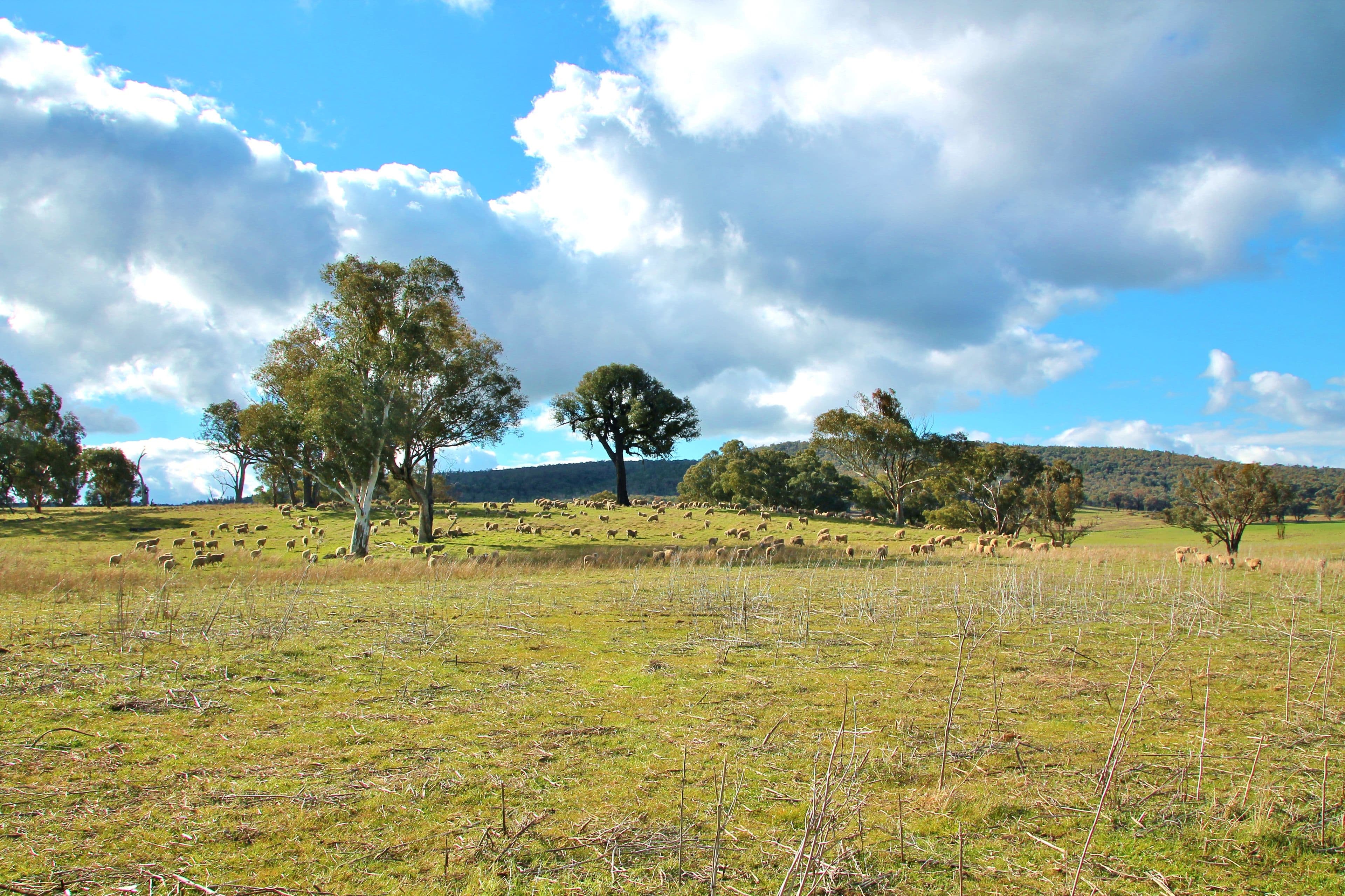 0 Crouchdale Lane, Bendick Murrell, Young NSW 2594, Young - Thumbnail 8