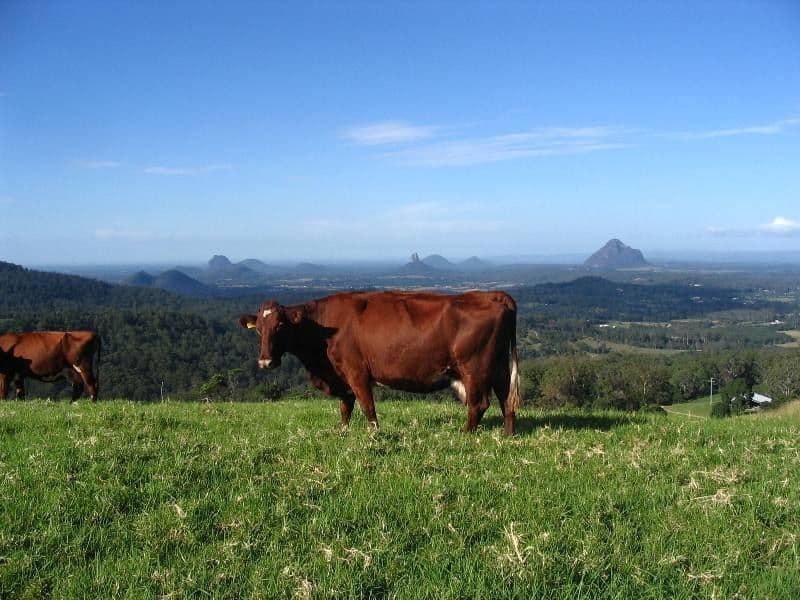MALENY QLD 4552, Maleny - Image 1