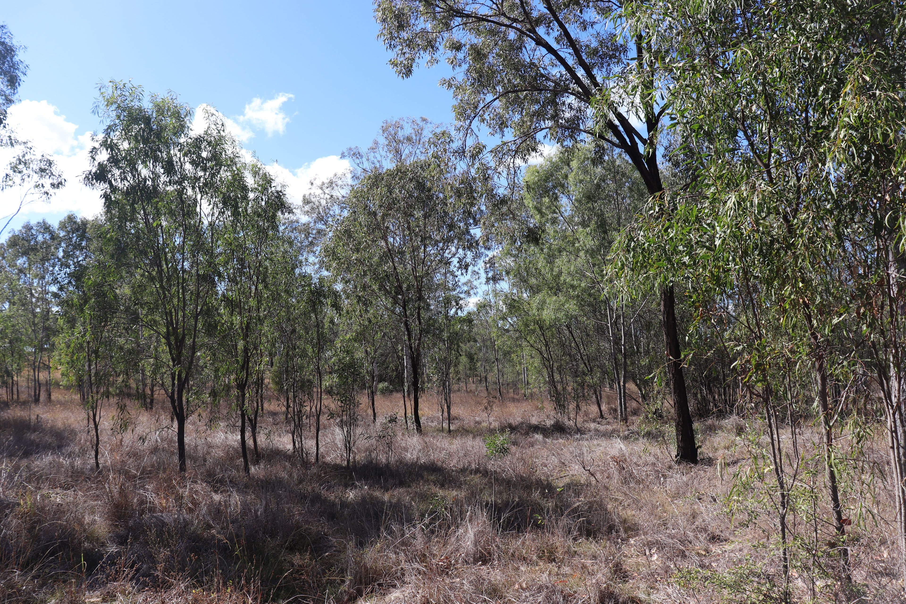 Lot 3 Greiners Road, Mundubbera QLD 4626, Mundubbera - Thumbnail 4