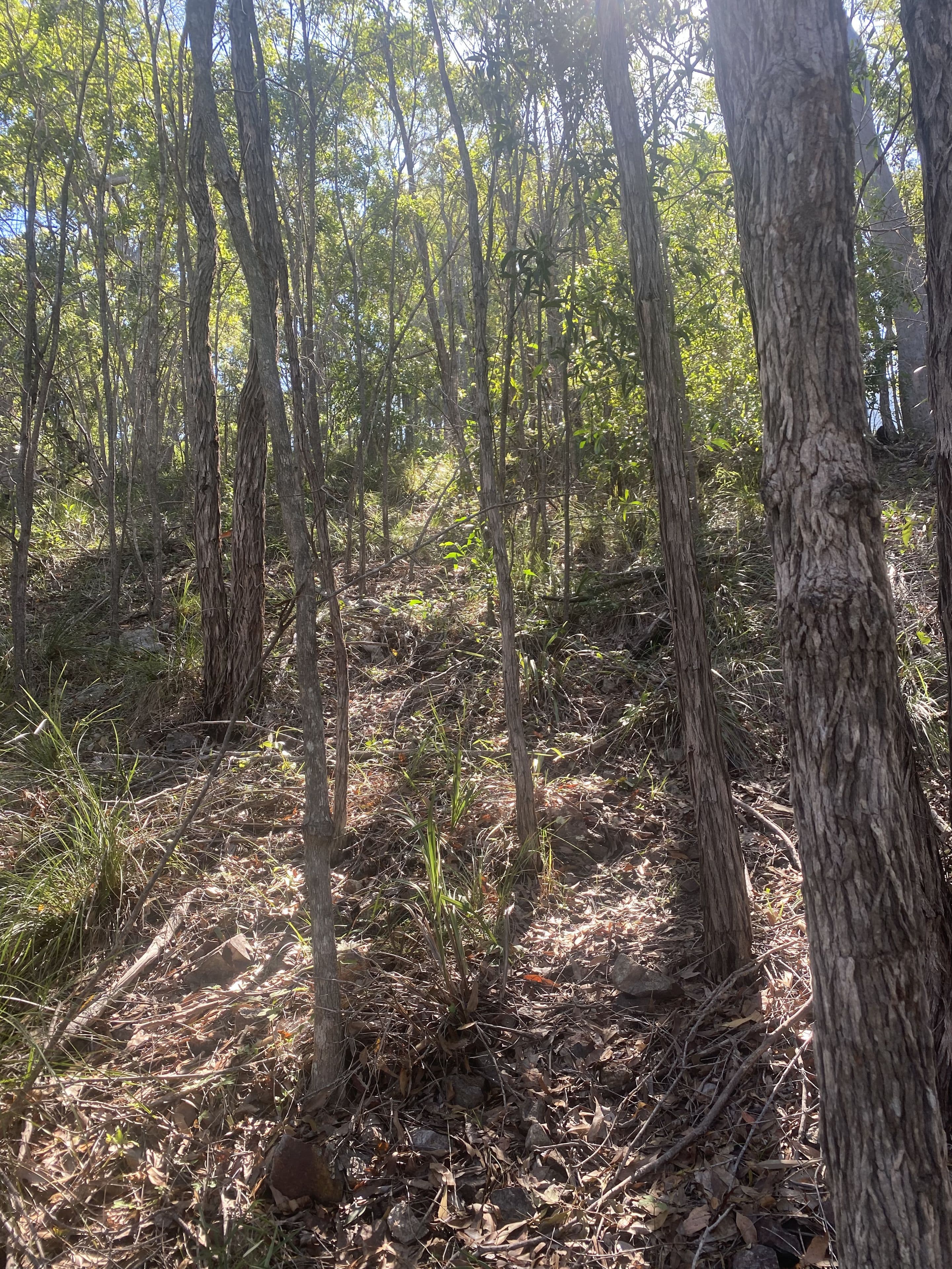 8 Bayview Close, Agnes Water QLD 4677, Agnes Water - Thumbnail 2