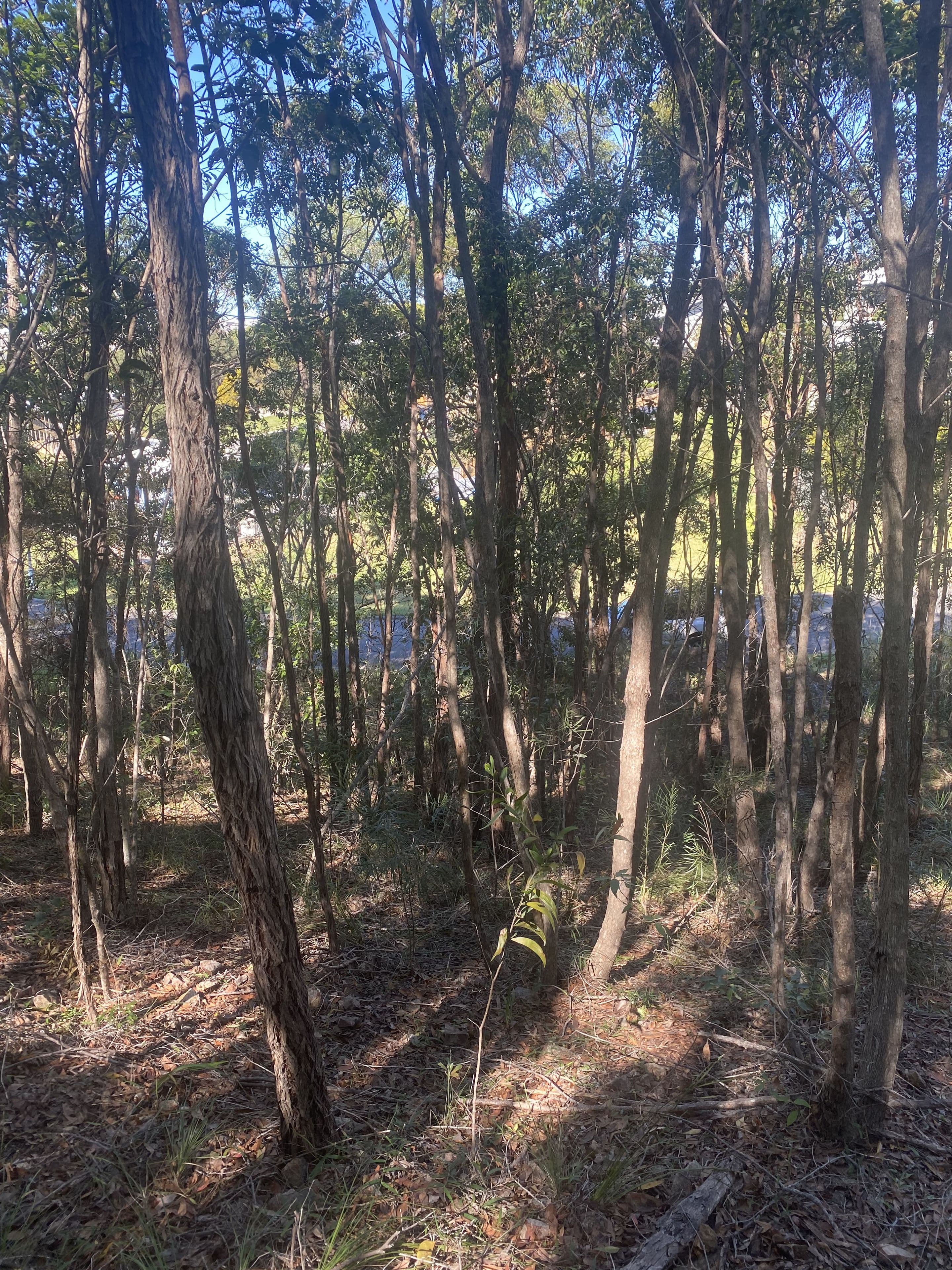 8 Bayview Close, Agnes Water QLD 4677, Agnes Water - Thumbnail 3