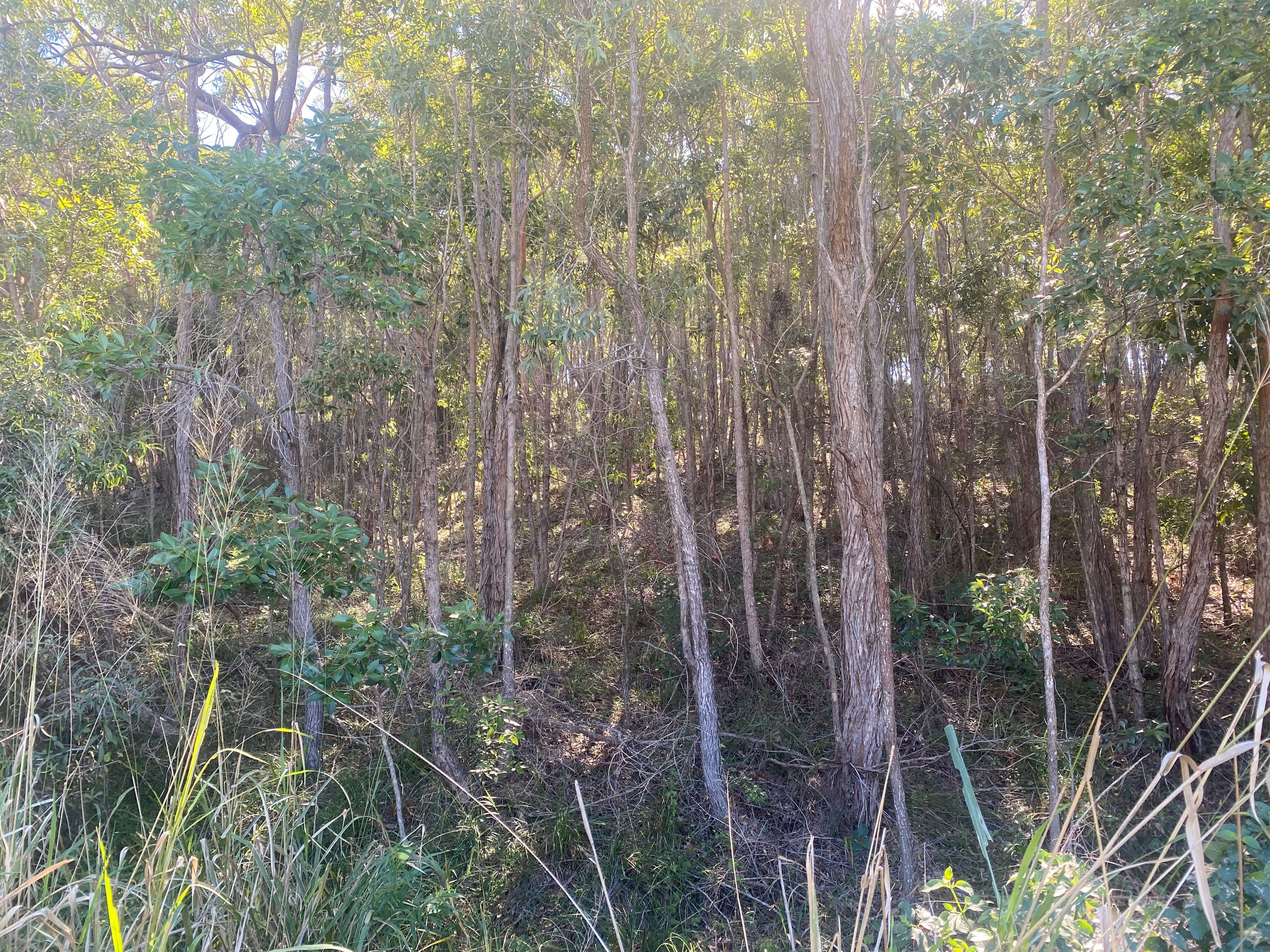 8 Bayview Close, Agnes Water QLD 4677, Agnes Water - Thumbnail 6