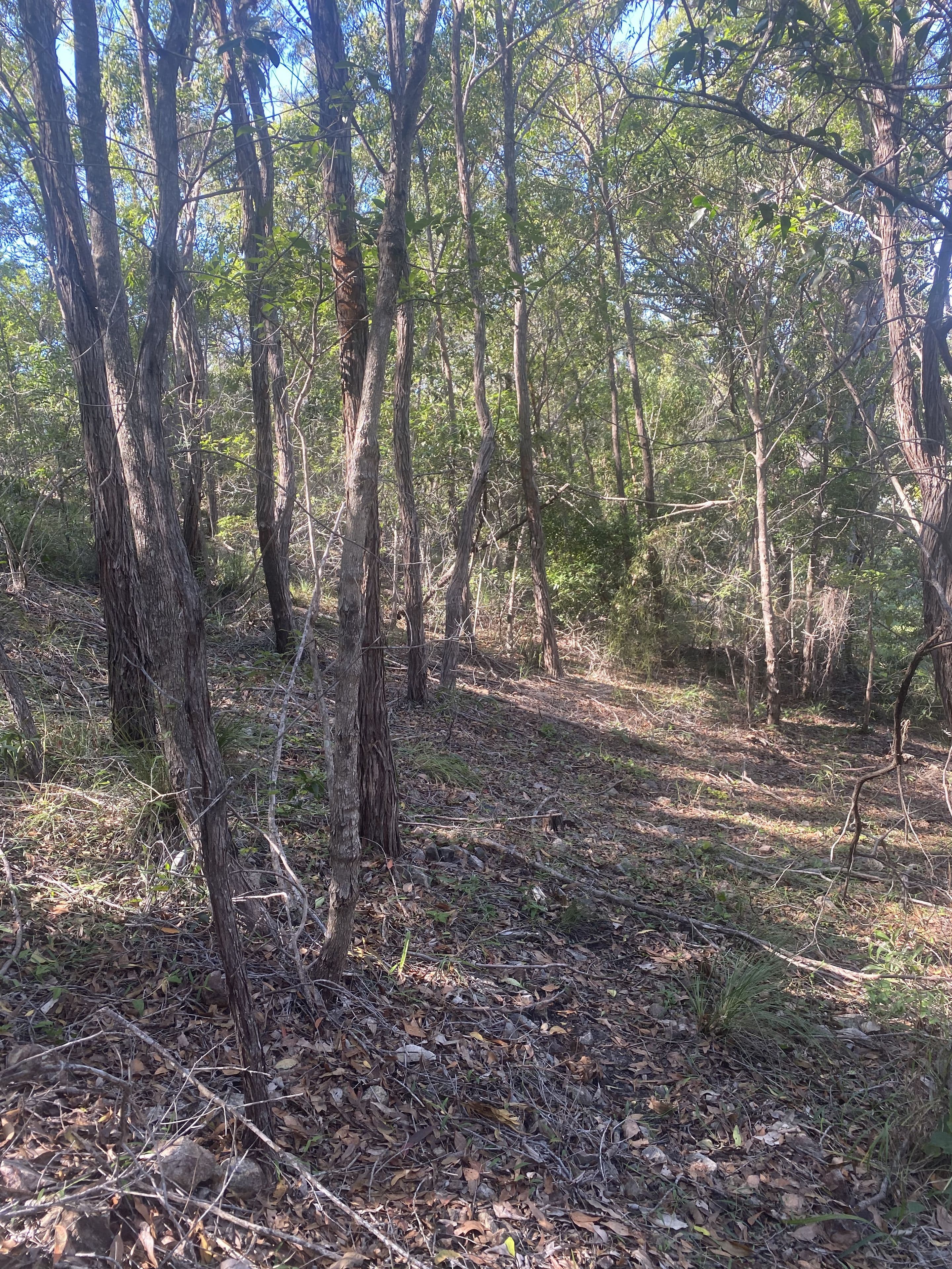 8 Bayview Close, Agnes Water QLD 4677, Agnes Water - Thumbnail 7