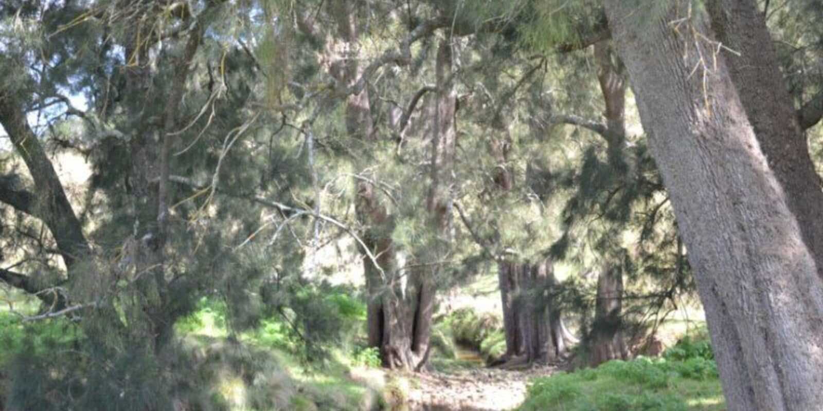 Wombeyan Caves Road Bullio, Bullio - Thumbnail 8