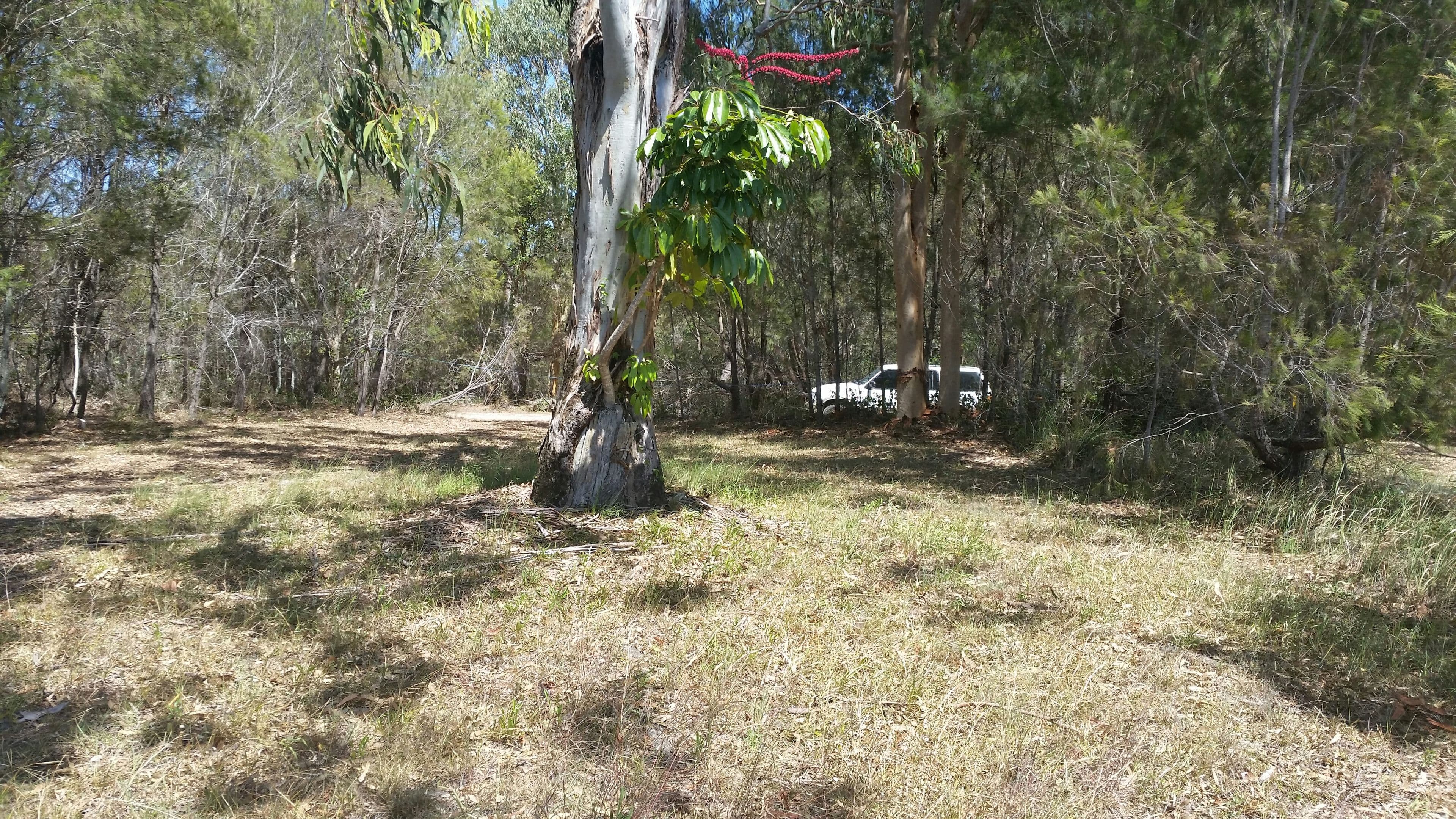 37 Scenic Drive, Russell Island QLD 4184, Russell Island - Thumbnail 5