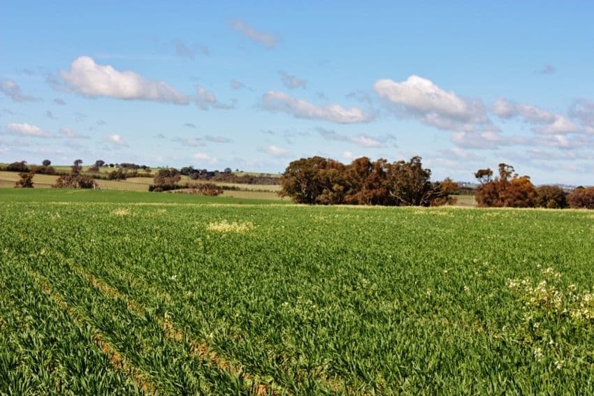 Lot 94 Boundary Road, YOUNG NSW 2594, Young - Thumbnail 4