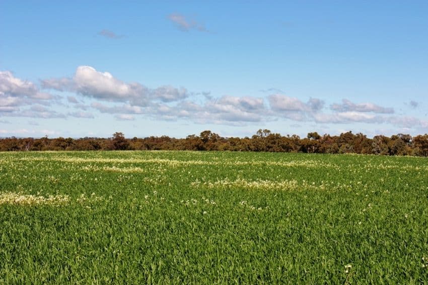 Lot 94 Boundary Road, YOUNG NSW 2594, Young - Thumbnail 5
