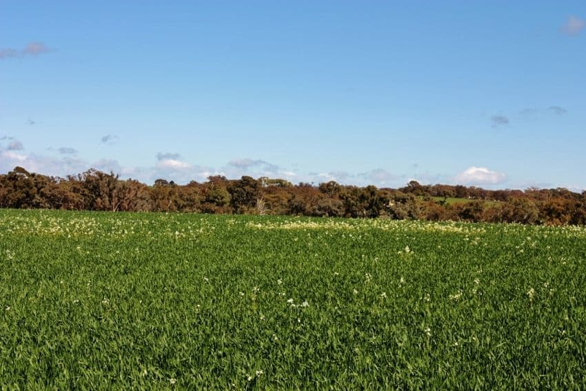 Lot 94 Boundary Road, YOUNG NSW 2594, Young - Thumbnail 6
