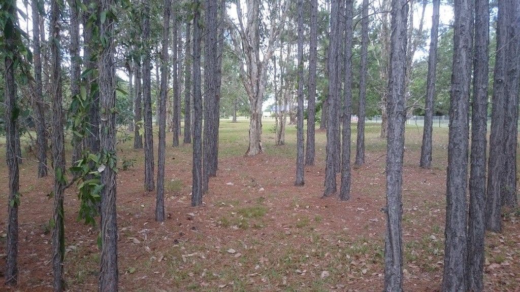 18 Fairmount Street, Elimbah QLD 4516, Elimbah - Thumbnail 2